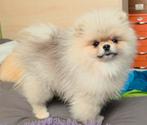Pomeriaan pomeranian teefje van 11 maanden zoekt super thuis, Dieren en Toebehoren, 15 weken tot 1 jaar, Teef, Eén hond, Nederland