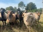 Ouessant ram lammeren, Mannelijk, Schaap, 0 tot 2 jaar