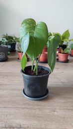 Monstera deliciosa Variegata, Ophalen, Overige soorten, Halfschaduw, In pot