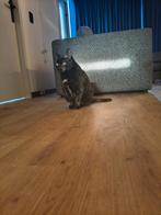 Katten, Poes, Kortharig, 6 jaar of ouder