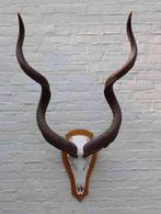 Grote schedel KUDU ANTILOPE op houten schild (ref. E), Ophalen, Gebruikt, Wild dier, Schedel