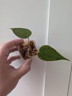 Anthurium Moodeanum, Huis en Inrichting, Ophalen of Verzenden, Overige soorten, Minder dan 100 cm