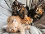 Maine coon kittens, Dieren en Toebehoren, Katten en Kittens | Raskatten | Langhaar