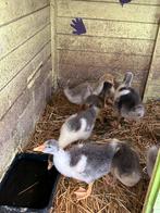 Jonge ganzenkuikens te koop, Gans of Zwaan