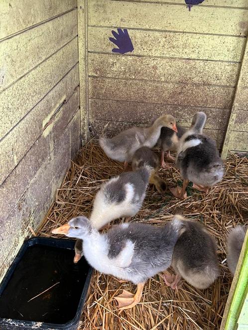 Jonge ganzenkuikens te koop, Dieren en Toebehoren, Pluimvee, Gans of Zwaan