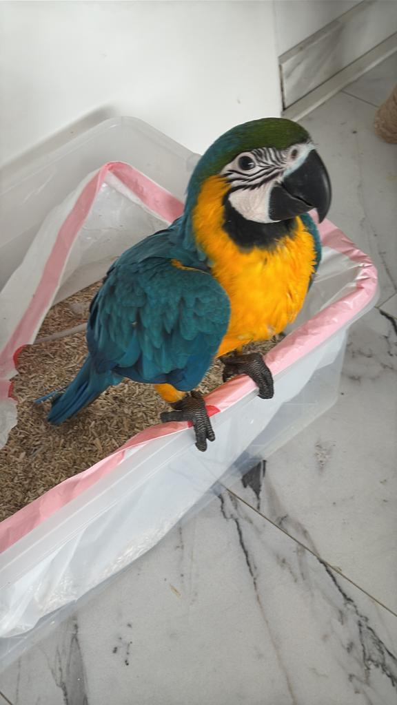 Jonge blauw-geel ara – handtam, lief en speels, Dieren en Toebehoren, Vogels | Parkieten en Papegaaien, Parkiet, Geslacht onbekend