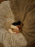 Héle kleine toypoedel pupjes geboren, Dieren en Toebehoren, Honden | Chihuahua's en Gezelschapshonden, Overige rassen, CDV (hondenziekte)