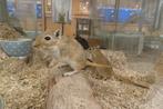 Gerbils (woestijnratjes), Dieren en Toebehoren, Knaagdieren, Rat, Vrouwelijk, Tam, September