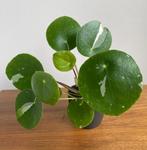 Pilea ‘White Splash’ stekje (Beschikbaar: 7), Groene kamerplant, Ophalen, Overige soorten, Minder dan 100 cm