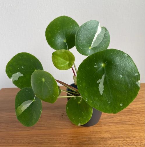 Pilea ‘White Splash’ stekje (Beschikbaar: 7), Huis en Inrichting, Kamerplanten, Overige soorten, Minder dan 100 cm, Groene kamerplant