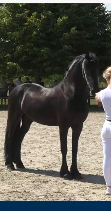 3 jarige 3de premie Friese merrie  beschikbaar voor biedingen