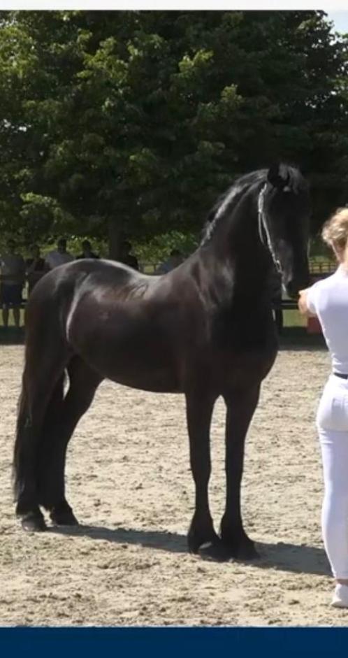3 jarige 3de premie Friese merrie, Dieren en Toebehoren, Paarden, Merrie, Zadelmak, 160 tot 165 cm, 3 tot 6 jaar, Dressuurpaard