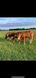 GEZOCHT! dragende limousin vaarzen / koeien, Dieren en Toebehoren, Meerdere dieren