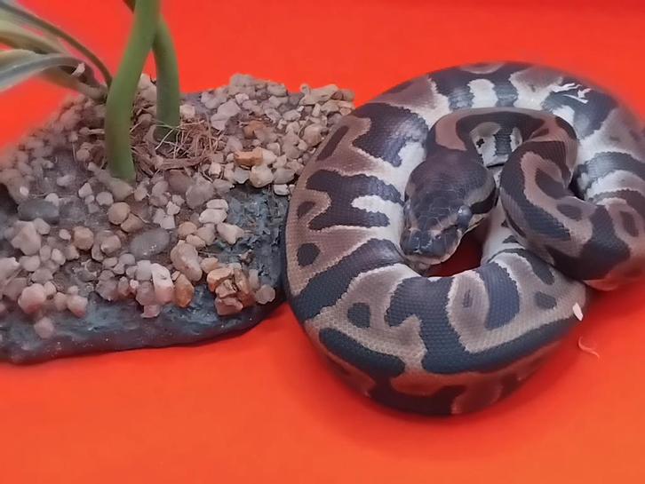 leopard 100% het pied Ball Python - female for sale from Steven