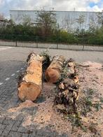 Gratis Wilgenstammen af te halen in Hoogvliet ROTTERDAM!, Tuin en Terras, Haardhout, Minder dan 3 m³, Ophalen, Overige houtsoorten