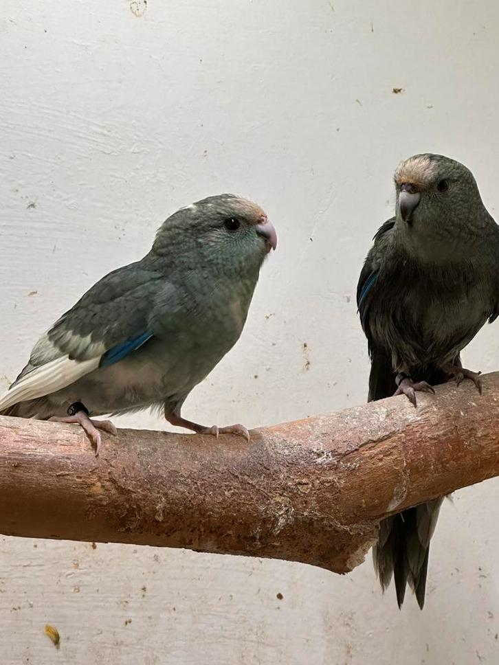 Laatste 2 Kakariki poppen van 2025, Dieren en Toebehoren, Vogels | Parkieten en Papegaaien, Parkiet, Vrouwelijk, Geringd