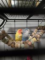 Agapornis dwergpapegaai, Dieren en Toebehoren, Vogels | Parkieten en Papegaaien, Meerdere dieren, Dwergpapegaai of Agapornis, Tam