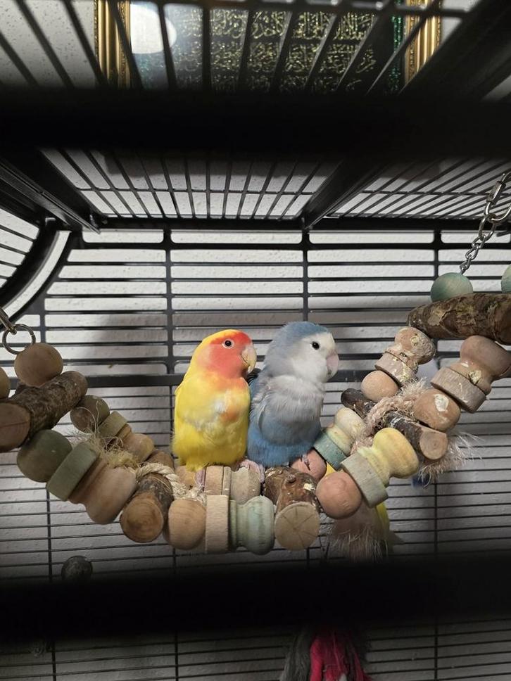 Agapornis dwergpapegaai, Dieren en Toebehoren, Vogels | Parkieten en Papegaaien, Dwergpapegaai of Agapornis, Meerdere dieren, Tam