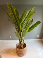 Kunststof Bananenboom in Rieten Mand, Huis en Inrichting, Kamerplanten, Ophalen, Volledige schaduw, Overige soorten, In pot