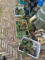 Diverse inheemse stekjes, Volle zon, Vaste plant, Lente, Ophalen