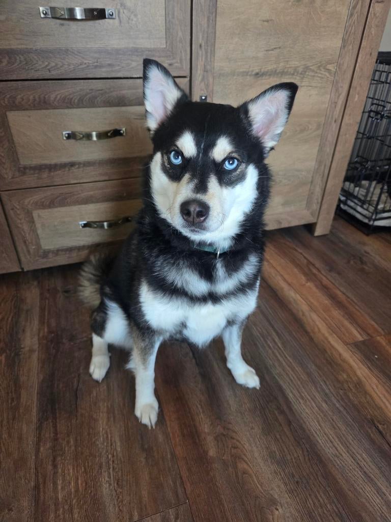 Pomsky teefje zoek nieuw en blijvend thuis., Parvo, Overige rassen, 1 tot 2 jaar, Teef