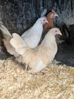 Chabo, Dieren en Toebehoren, Meerdere dieren, Kip