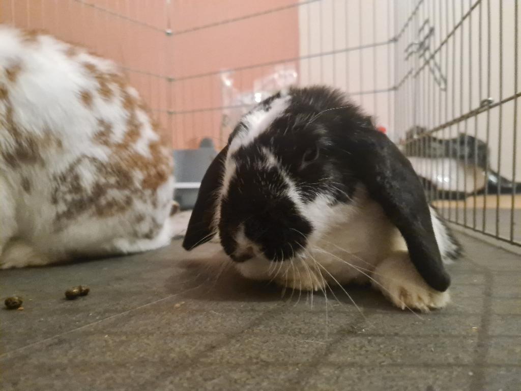 Gezocht; Gecastreerd Rammetje, Dieren en Toebehoren, Konijnen, Mannelijk, Dwerg, 3 tot 5 jaar
