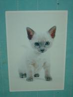 16) Kleuren ansichtkaart  wit Poesje, Ophalen of Verzenden, 1980 tot heden, Gelopen, Hond of Kat