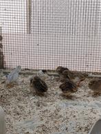 Chinese dwerg kwartels, Meerdere dieren, Overige soorten