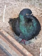 Twee kanarie, Dieren en Toebehoren