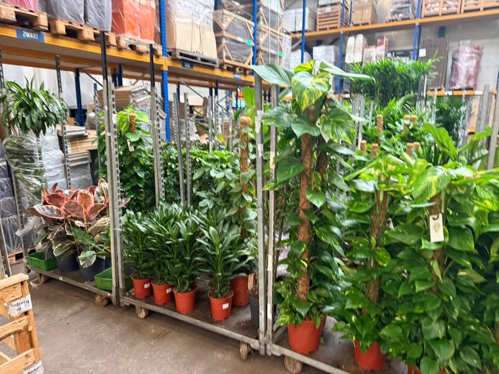 Planten, Bloeit niet, Halfschaduw, Minder dan 100 cm, Overige soorten