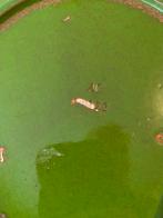 Adco groen keramiek schaal / bloempot , jaren 60, Gebruikt, Porselein of Keramiek, Schaal, Rond