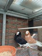 Oud Hollands Kapucijnen sierduiven, Meerdere dieren, Overige soorten