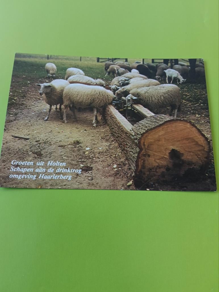 Groeten uit Holten: Schapen aan de drinktrog, Ophalen of Verzenden, 1980 tot heden, Ongelopen, Natuur