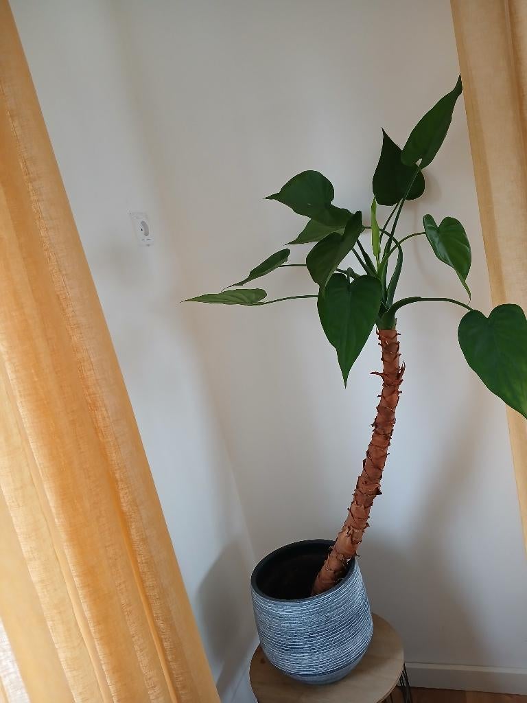 Plantenpot, Tuin en Terras, Bloempotten, Gebruikt, Rond, Binnen, Minder dan 40 cm