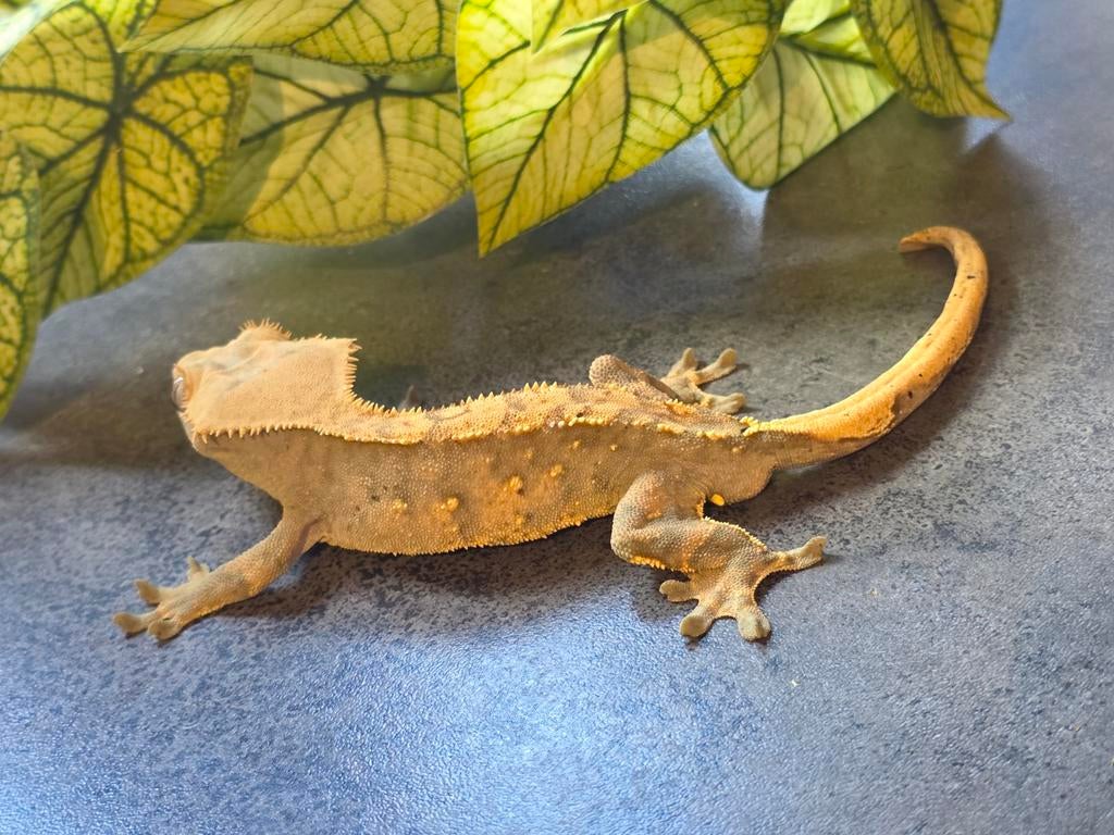 Harlequin spots man Crested Gecko - male for sale from MiSa