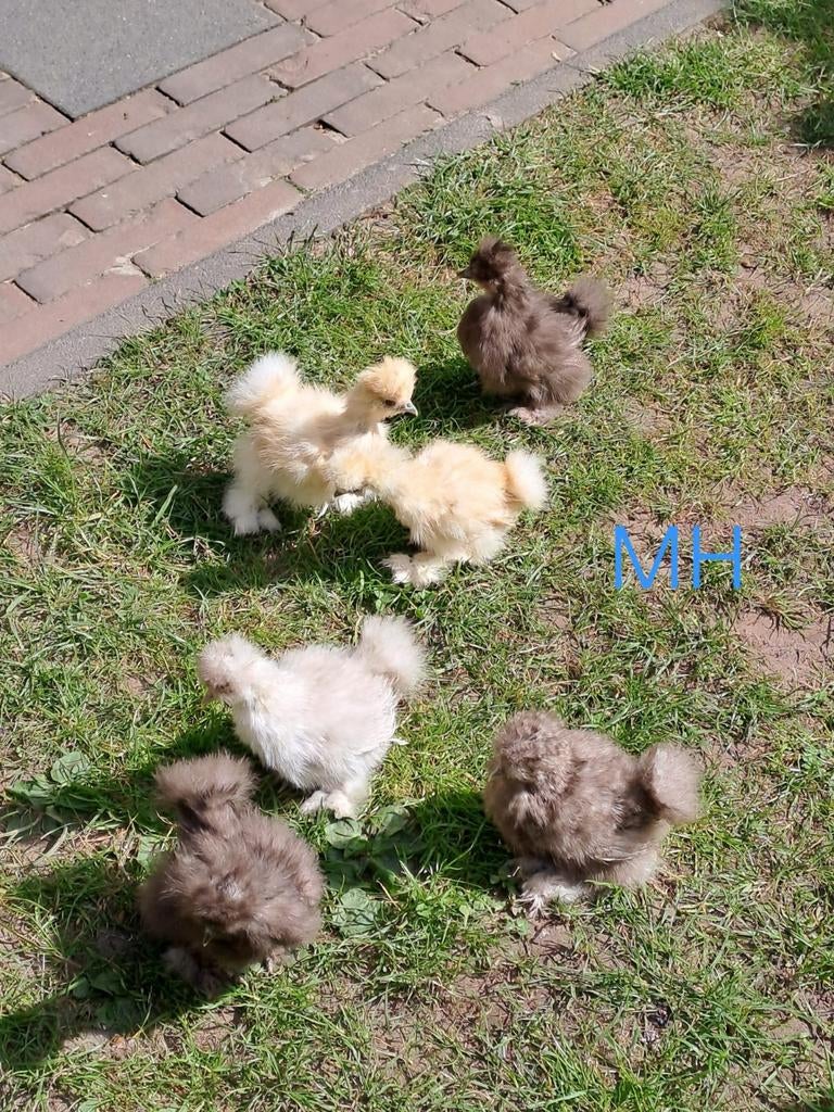 Zijdehoender hennen usa 7 week oud, Dieren en Toebehoren