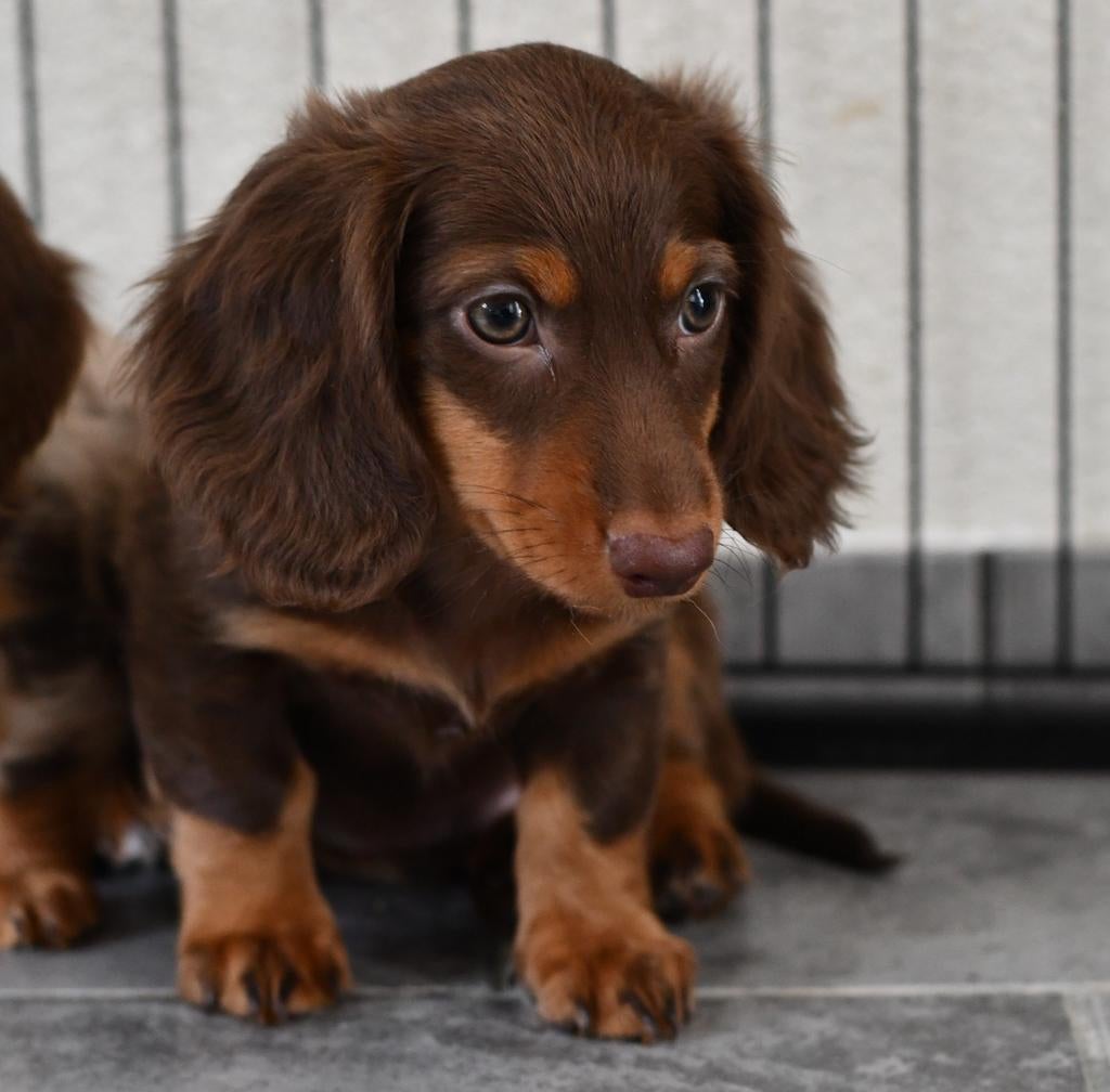 Nog 2 reutjes langharige Chocolade tan teckel 's, Dieren en Toebehoren, Honden | Teckels en Dashonden, Meerdere dieren, Langhaar
