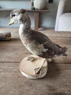 Opgezette eend - Taxidermie, Ophalen of Verzenden, Vogel, Opgezet dier