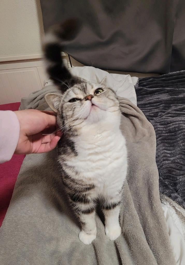 Britse korthaar 2 jaar en ze heeft snel een baasje nodig!, Poes, Gechipt, 0 tot 2 jaar