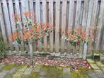 Boompjes Glansmispel Photinia Fraserie 'Red Robin', Ophalen, Overige soorten, Halfschaduw