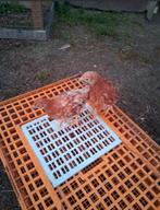 Jonge bruine legkippen, Vrouwelijk, Kip