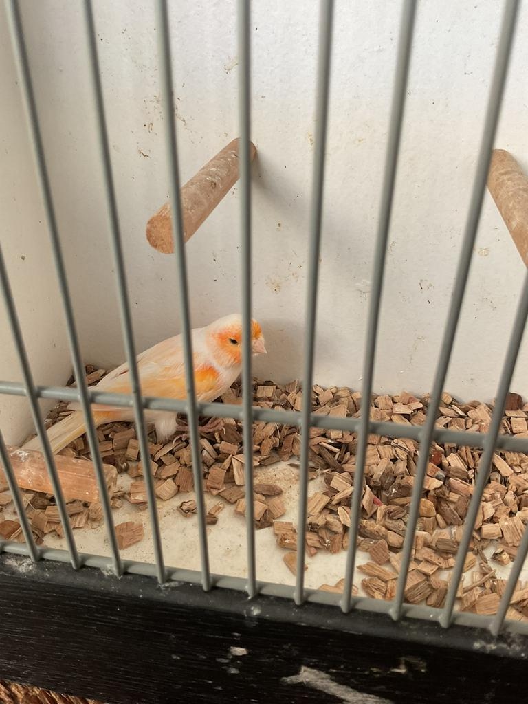 Mooie man, Mannelijk, Kleurkanarie