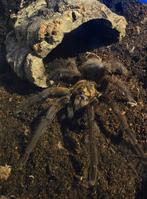 Phormictopus Auratus, Vogelspin, Tarantula, Spin of Schorpioen