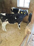 4 Vaarskalveren te koop, Vrouwelijk, 0 tot 2 jaar