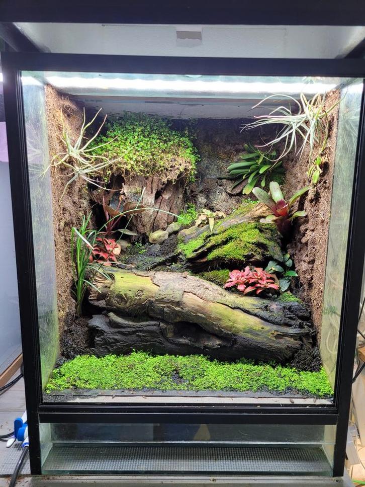 Terrarium incl. 3 Dendrobates auratus Frog - unknown for sale from Martin