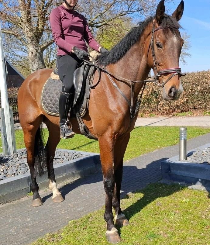 Superbrave 5 jr ruin  1,67mtr(recreatie-manege-sport), Dieren en Toebehoren, Paarden, Ruin, 3 tot 6 jaar, Met stamboom, B