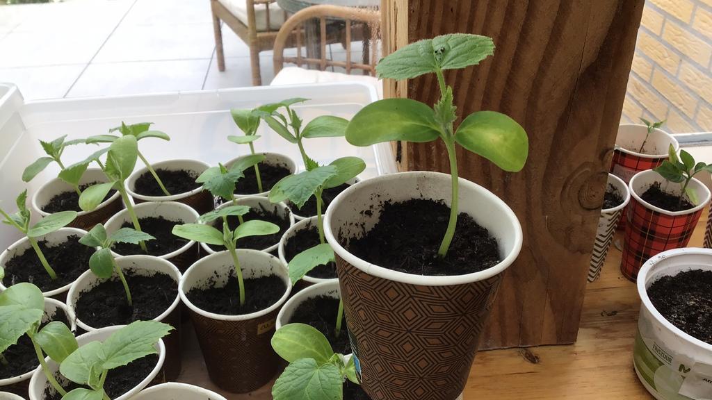 Komkommerplanten., Tuin en Terras, Planten | Tuinplanten, Ophalen, Eenjarig, Groenteplanten, Volle zon