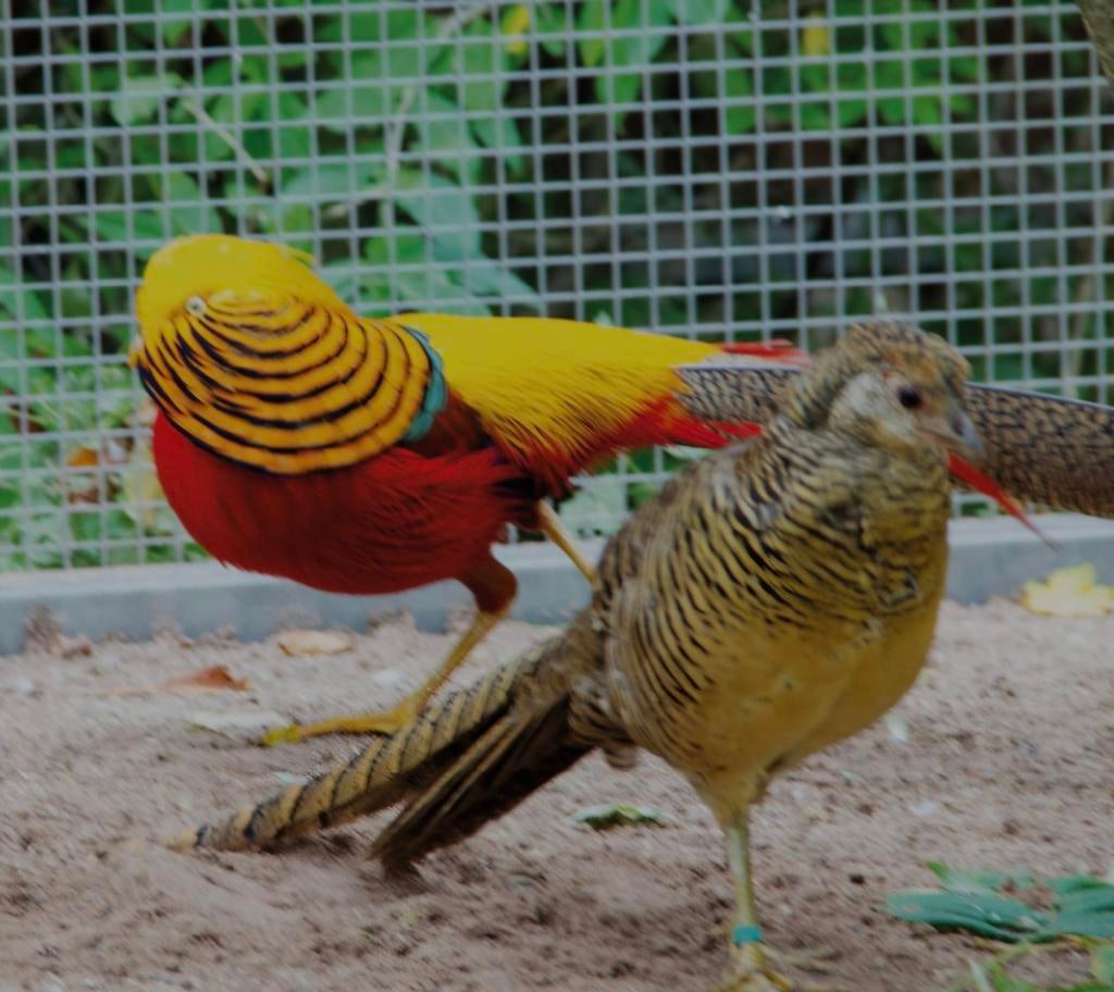 Goudfazant broedeieren te koop, Dieren en Toebehoren, Geslacht onbekend