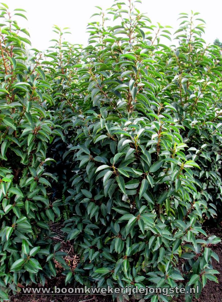Portugese laurier in alle hoogtematen leverbaar, Tuin en Terras, Planten | Struiken en Hagen, Haag, Laurier, 100 tot 250 cm, Ophalen of Verzenden